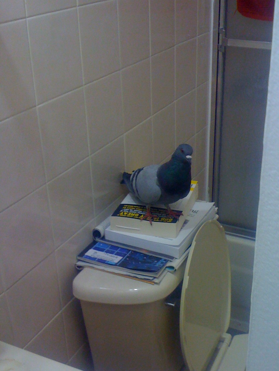 Pigeon in my Bathroom