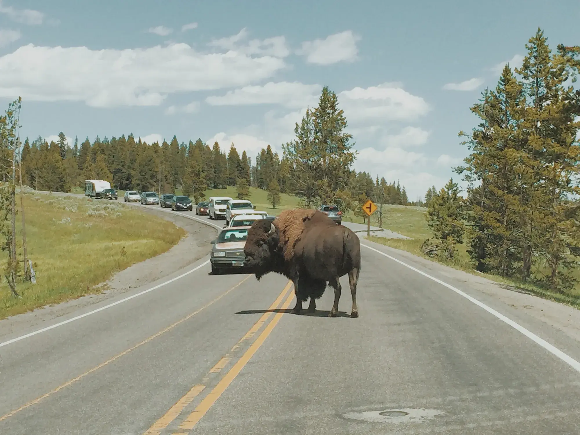 A buffalo blocking the road in Yellowstone